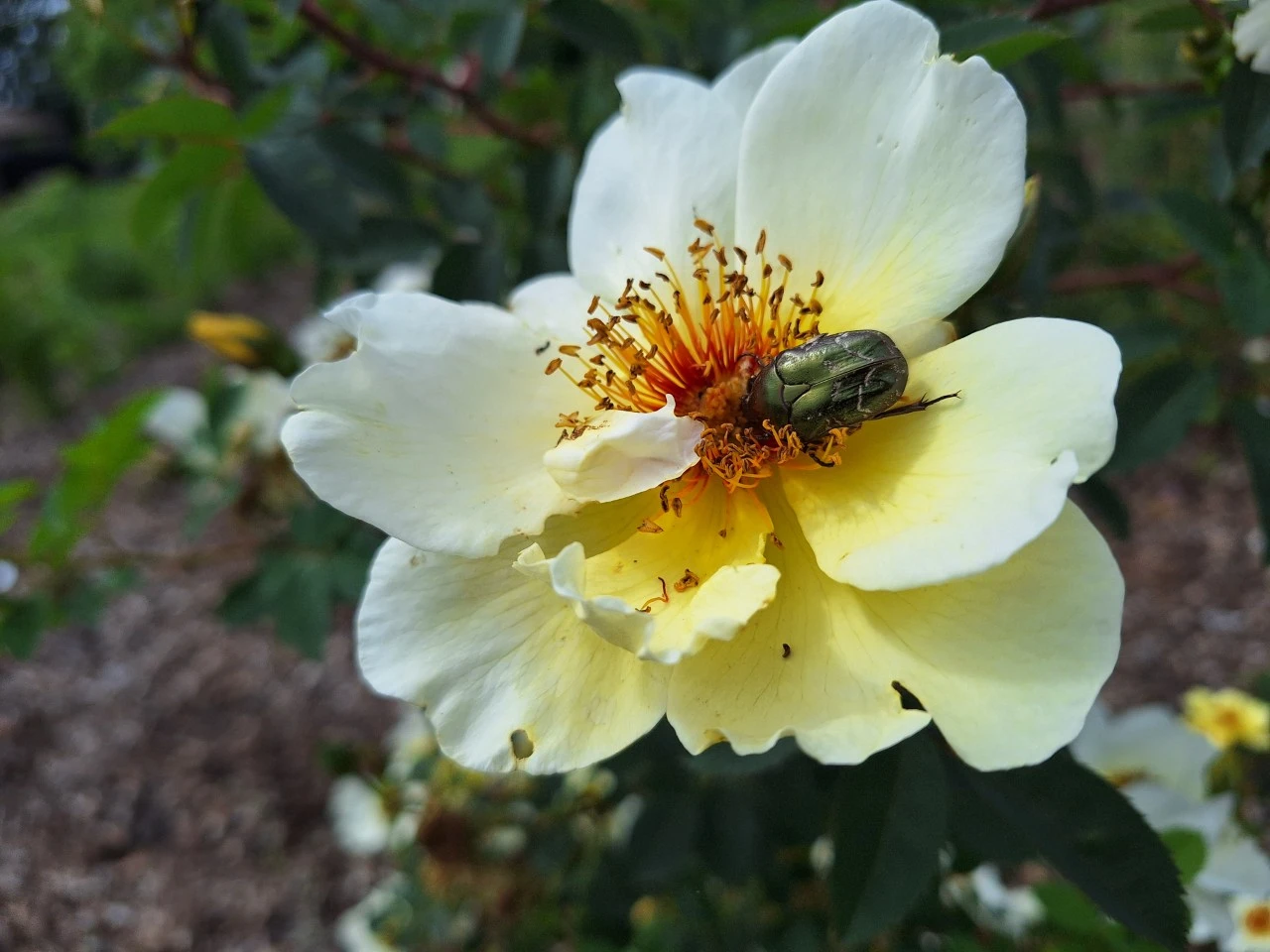 “Ik ben echt verliefd op insecten.” Onze plantadviseur Katharine vertelt over ecosysteemverrijking en kweekgras 